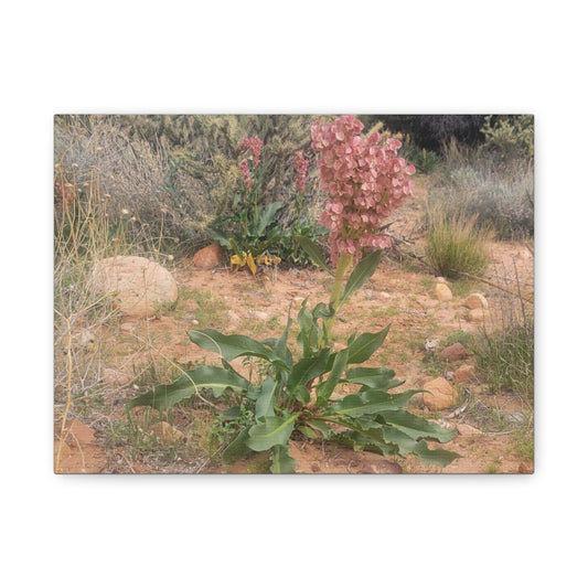 Stylish Desert Bloom Canvas Print, Nature Wall Art, Home Decor, Gift for Plant Lovers, Bohemian Style Artwork, Desert Wall Decor