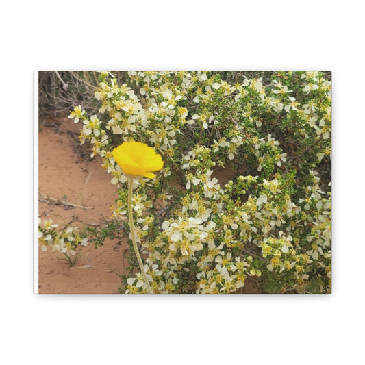 Spring Desert Bloom Canvas Print, Nature Wall Art, Home Decor, Gift for Plant Lovers, Bohemian Style Artwork, Desert Wall Decor